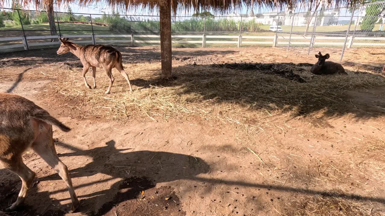 한 마리가 떠나기 전에 두 마리의 사이 상호 작용합니다.