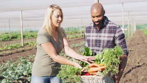 video of happy diverse woman and man holding basket with fresh vegetables, standing in greenhouse