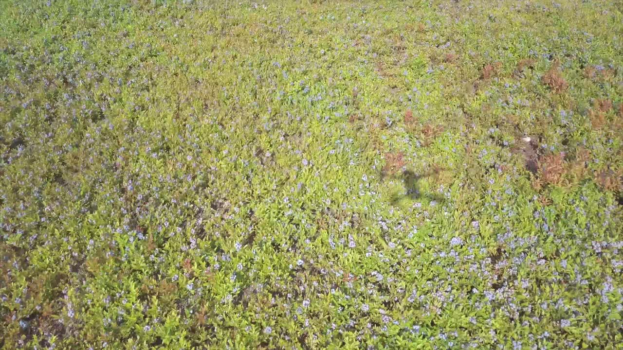 volando bajo sobre un campo de arándanos con la sombra de un dron