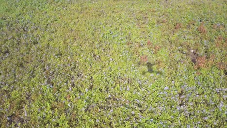 volando bajo sobre un campo de arándanos con la sombra de un dron
