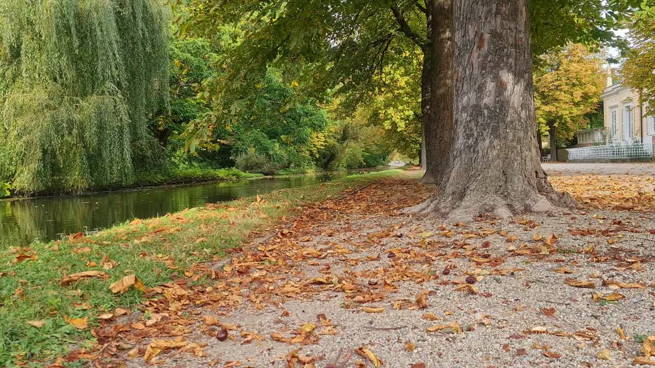 Inquadratura fissa di foglie autunnali che cadono accanto a un ruscello.