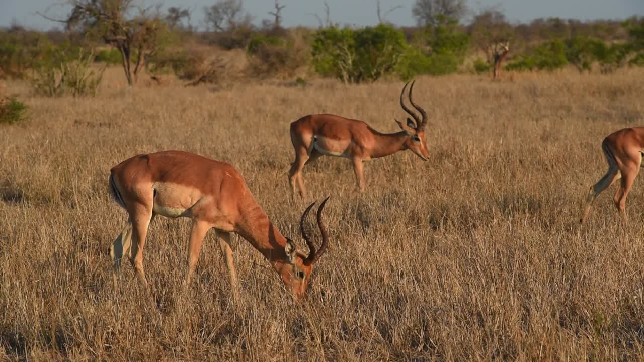 toma amplia de tres machos impala cruzando el marco mientras se alimentan, parque nacional kruger