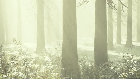 enchanted winter forest shrouded in mist and soft sunlight at dawn