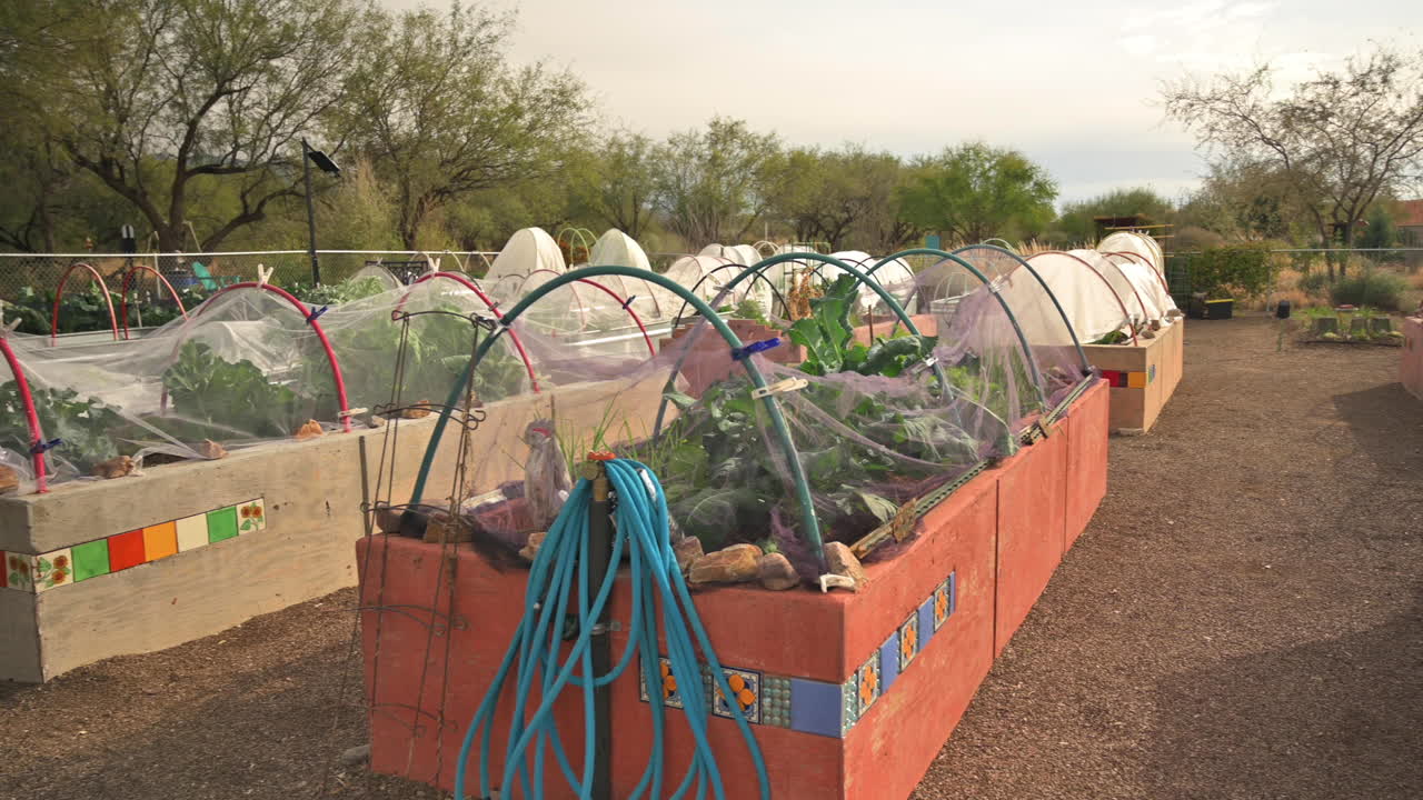 alimentos orgánicos cultivados en casa en un jardín comunitario en el parque de praderas del desierto, valle verde, arizona, tiro panorámico