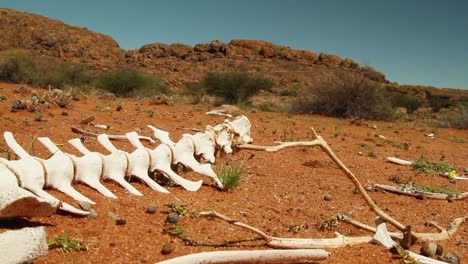sequía en el gran karoo