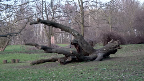 tronco caído de un árbol viejo tendido en los prados durante el día en el parque de aventuras kolibki, gdynia polonia