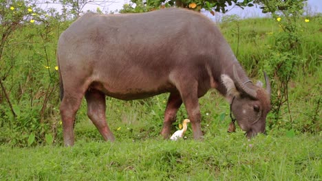 Close-up-shot-of-a-buffalo-is-eating-grass-in-nature