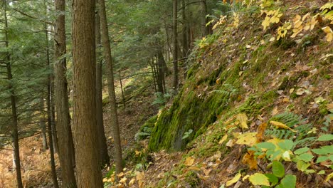 Los-Acantilados-Del-Bosque-Mixto-De-Otoño-De-América-Del-Norte-Pueden-Ser-Hermosos-A-Veces