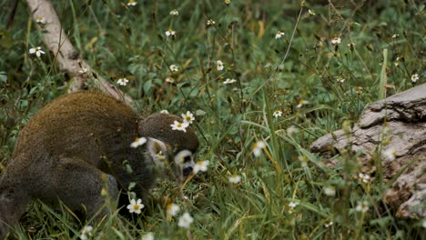 Statische-Aufnahme-Eines-Totenkopfäffchens-Aus-Costa-Rica,-Das-Im-Gras-Nach-Nahrung-Sucht