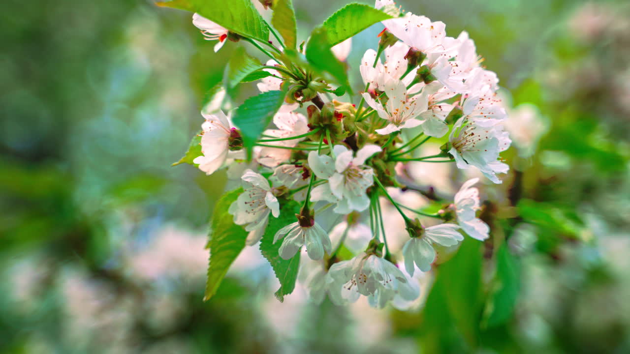 Cherry branch with white flowers and green leaves. Close-up with beautiful blurred bokeh. Spring garden.