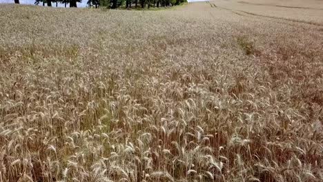 Toma-Aérea-Del-Campo-De-Centeno