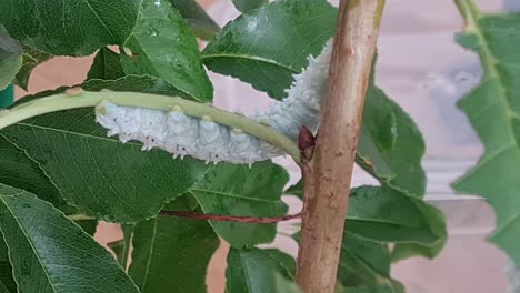 Close-up-static-shot-of-white-caterpillar-climbing-small-cherry-tree-branch