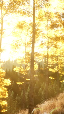 sunlight streaming through trees in a forest