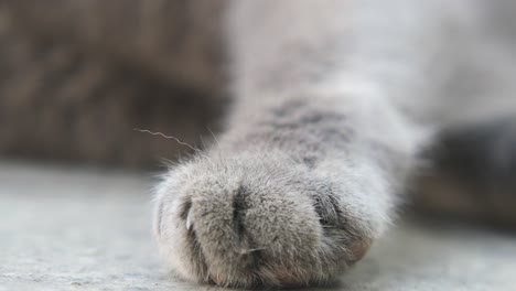 close up of a gray cat's paw