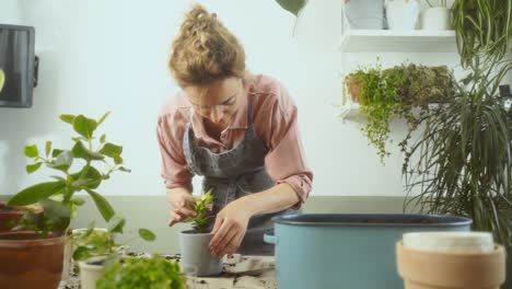 woman transplanting succulent on table