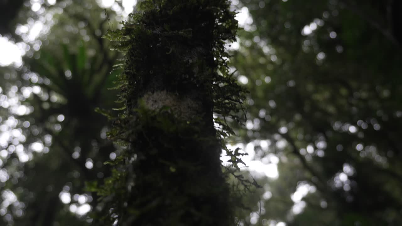 Tree moss vegetation growing in tropical rainforest forest humidity Australia