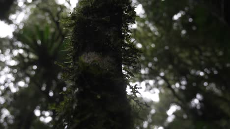 tree moss vegetation growing in tropical rainforest forest humidity australia
