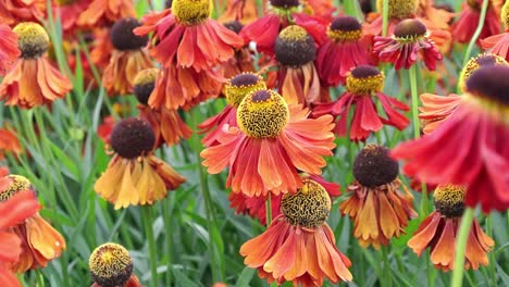 Helenium-&#39;Sahin&#39;s-Early-Flowerer&#39;-Produce-Una-Mezcla-De-Matices,-Con-Pétalos-Anaranjados-Veteados-Que-Se-Abren-Desde-Cogollos-De-Color-Rojo-Bronce,-Que-Finalmente-Maduran-A-Amarillo