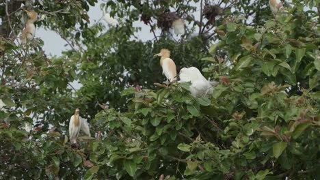 Kuhreiher-Und-Storch-Sitzen-Auf-Dem-Ganzen-Baum