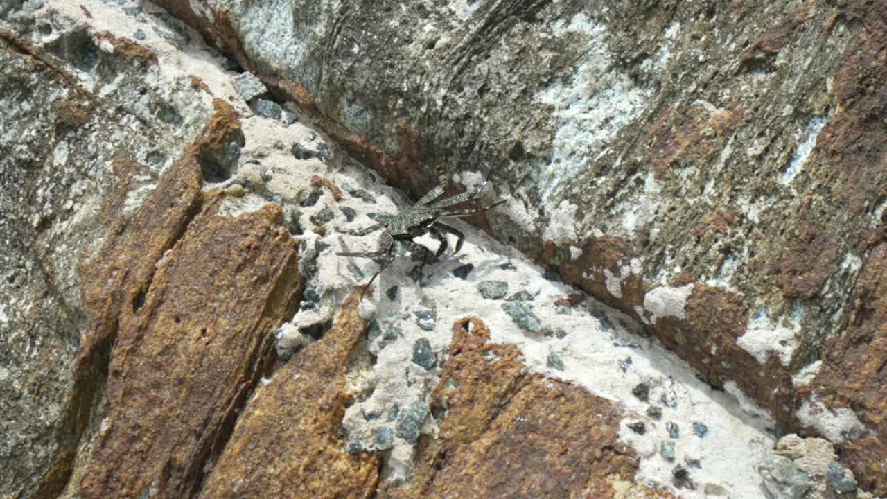 Crab moving along a rock in Mirissa, showcasing its natural environment and movement