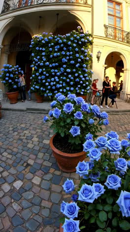 close-up of vibrant blue roses