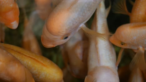 orange fish in aquarium