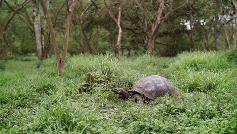 tortuga gigante en la isla de santa cruz de las galápagos