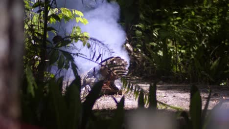 smoke and fire in a lush forest
