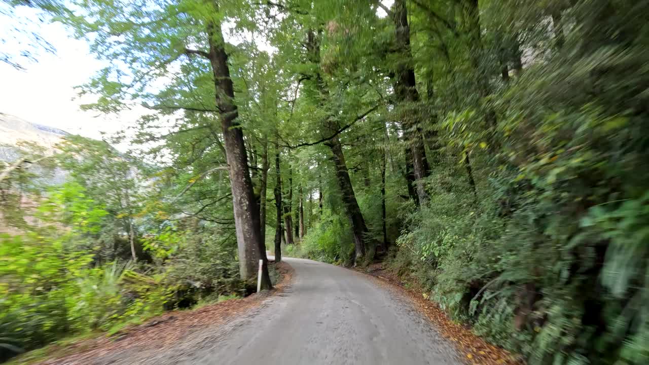 Vehicle drives along winding forest road, lush greenery, natural daylight, smooth forward camera movement