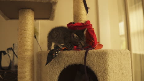 tabby kitten curious and playful in a cat tower, medium shot