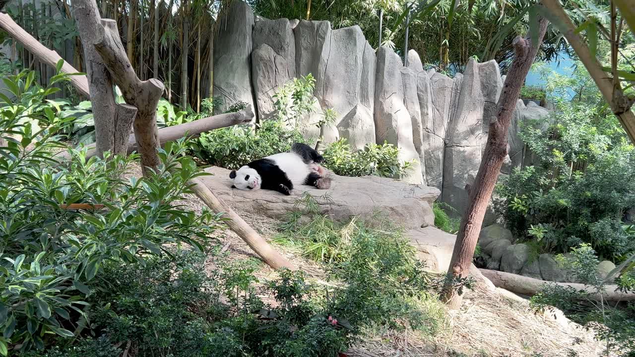zoom en la toma de un panda gigante, ailuropoda melanoleuca, tomando una siesta por la tarde, teniendo una posición fea y divertida para dormir en el zoológico de singapur, reserva de vida silvestre de mandai, sudeste de asia