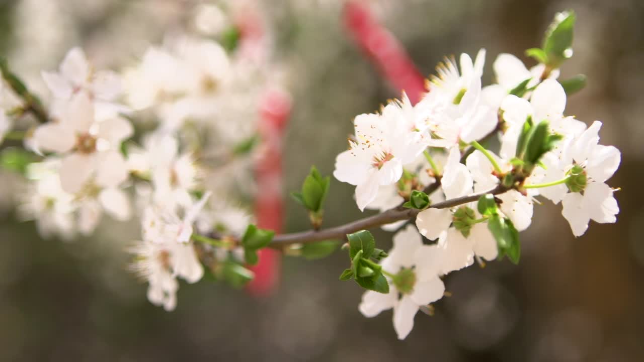 White blossoms bloom on a branch during spring in Sofia, Bulgaria. A red and white Martenitsa hangs in the background out of focus, a symbol of Baba Marta Day. Bulgarian tradition
