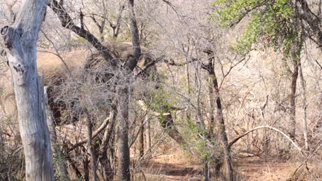footage of a majestic old tusker african elephant bull walking along the water edge of a natural lake in a national park in south africa