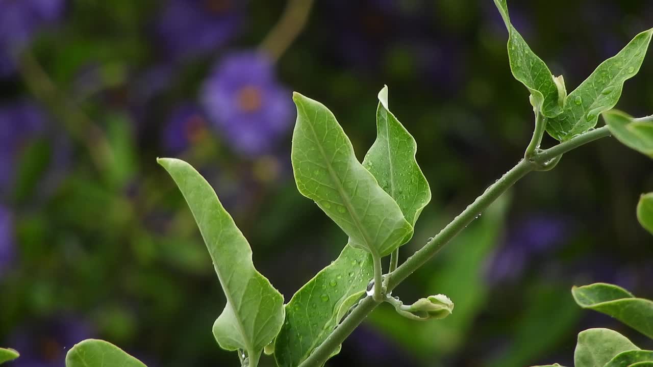 vid de jazmín con flores violetas borrosas y violetas profundas con hojas verdes esmeralda y gotas de lluvia durante un día lluvioso