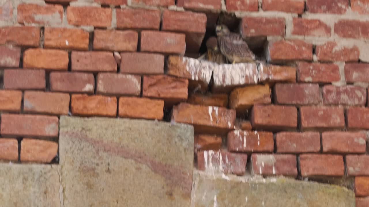 Pair Of baby Common Kestrel Birds Nesting In Crevices Of Brick Wall. wide shot, urban nature concept, city wildlife