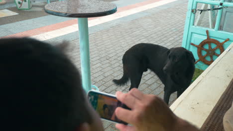 man with cell phone taking picture of stray dog