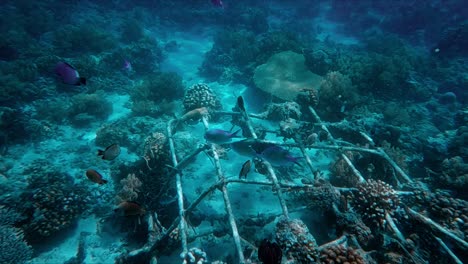 tropical fish and coral in the ocean depths