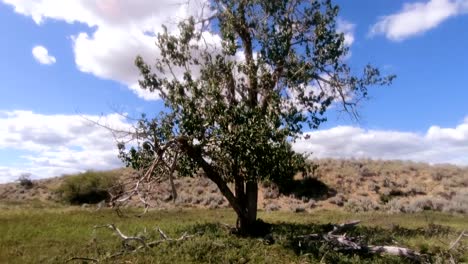 Zeitlupe---Ein-Riesiger-Baum-Mitten-Auf-Einem-Feld-Auf-Dem-Land-An-Einem-Sonnigen-Tag-Mit-Wolken-Am-Himmel-In-Der-Nähe-Von-Alberta,-Kanada