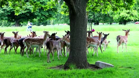 Herde-Wilder-Hirsche-Versammelt-Sich-Im-Schatten-Eines-Baumes-Im-Phoenix-Park