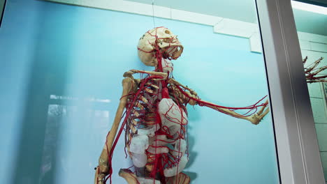 skeleton in medical museum. human skeleton model on display at medical museum