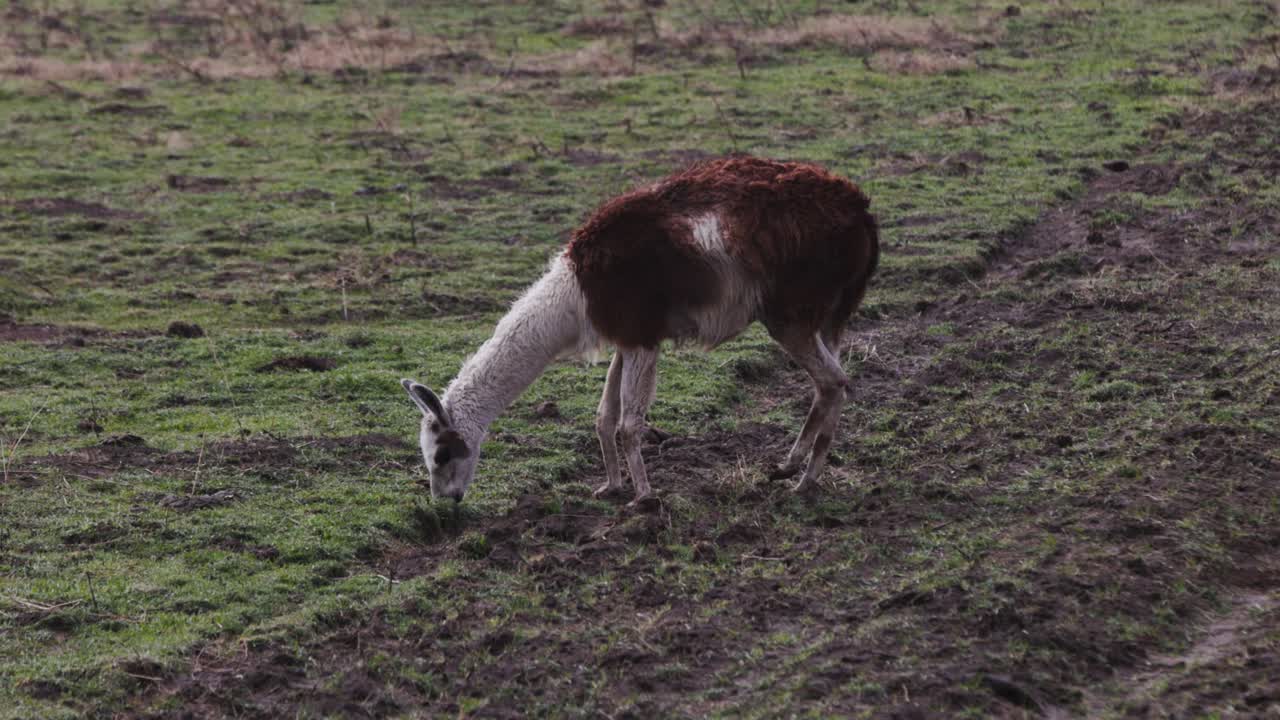 brown and white llama grazing in dead grass on an overcast day
