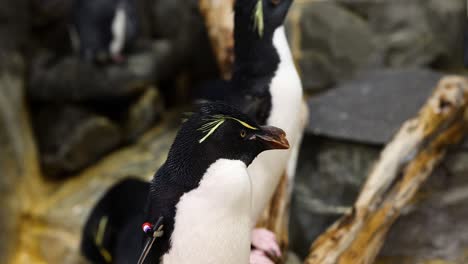 penguin tilting head in various angles