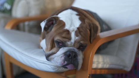 closeup of a english bulldog sleeping on a chair, tired with tongue poking out