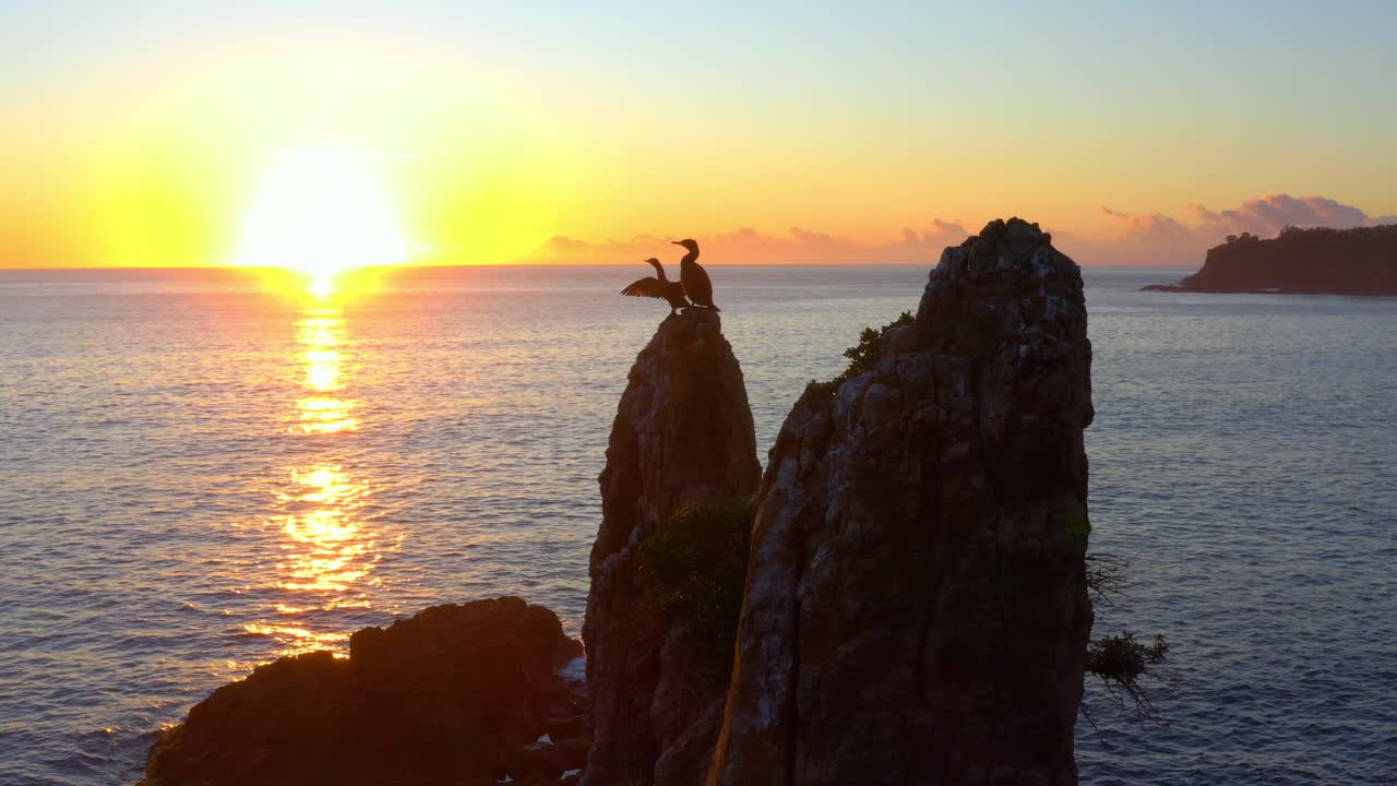 바닷새는 호주 뉴사우스웨일즈 키아마에 있는 바다의 아름다운 일몰 동안 성당 바위에 앉아 있다