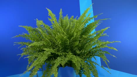 large fern in the breeze - bluescreen for compositing