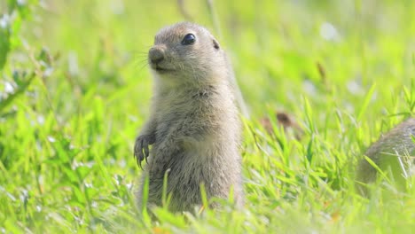 mountain caucasian ground squirrel or elbrus ground squirrel (spermophilus musicus) is a rodent of the genus of ground squirrels.