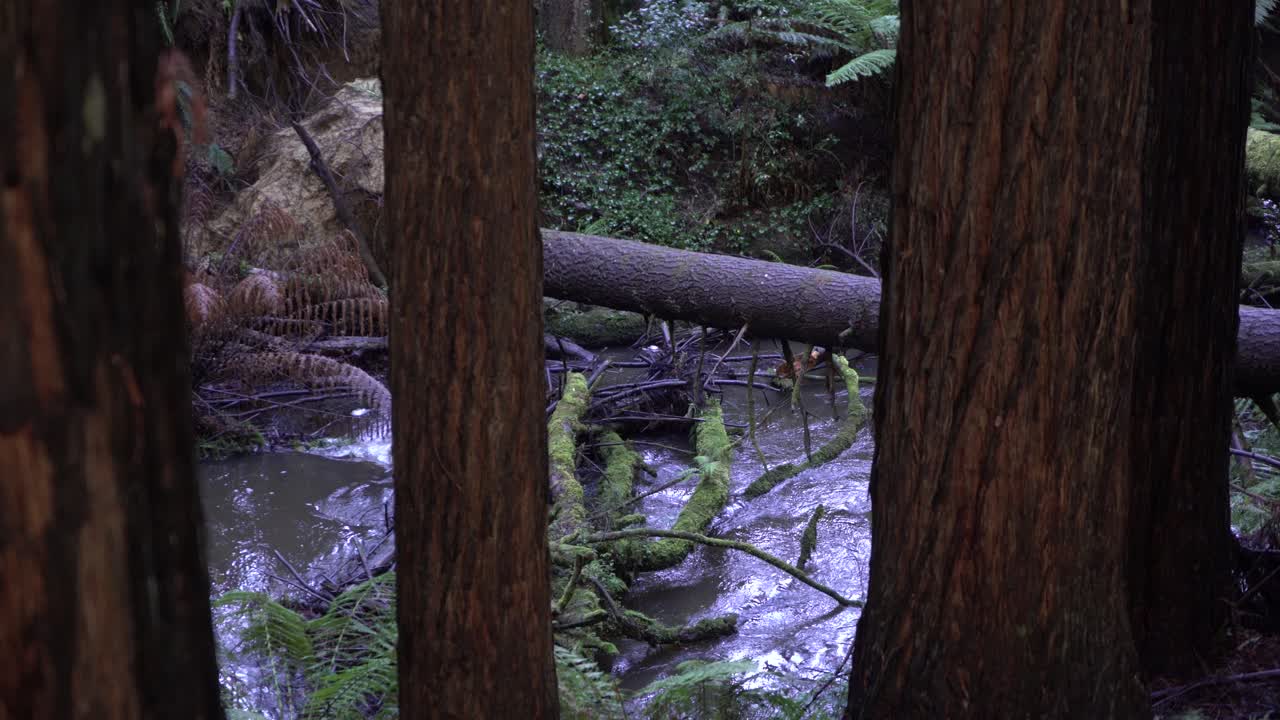 corriente de río turbio a través de árboles del bosque redgum