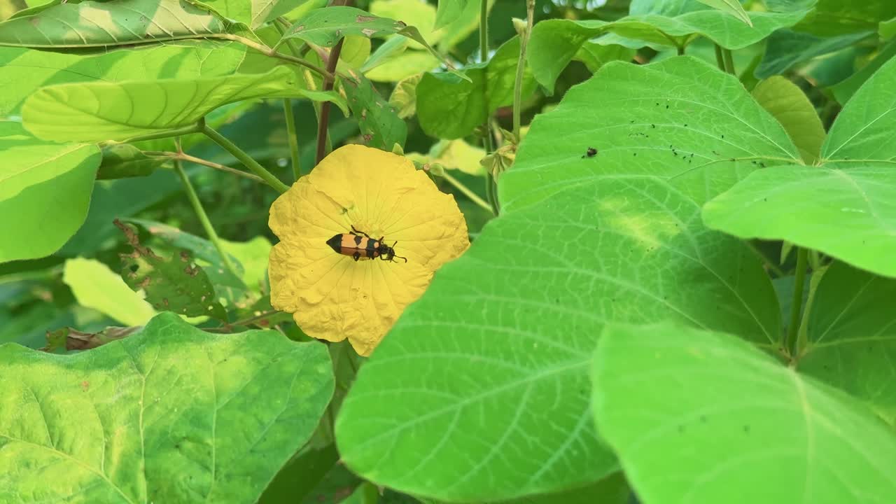 Wide-angle footage of Aulacophora intermedia beetle resting on a yellow gourd flower surrounded by lush green leaves, showing insect activity and natural pollination in a tropical farm environment