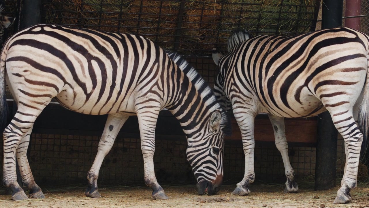 Zebre si nutrono da una mangiatoia piena di fieno, mostrando un comportamento alimentare naturale e dettagliati motivi a strisce