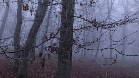 trees with leafless branches and frozen cobwebs in late autumn in hornbeam forest shrouded in mystical fog